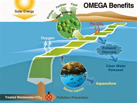 does algae digest oil.